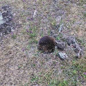 Tachyglossus aculeatus (Short-beaked Echidna) at Brungle, NSW - 28 Oct 2025 by GJSmall