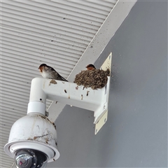 Hirundo neoxena (Welcome Swallow) at Mawson, ACT - 27 Oct 2025 by MatthewFrawley