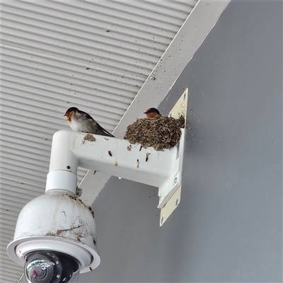 Hirundo neoxena (Welcome Swallow) at Mawson, ACT - 27 Oct 2025 by MatthewFrawley