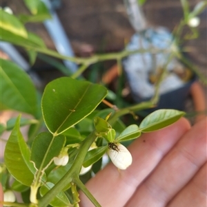 Austropeplus annulipes (A mirid bug) by rbannister