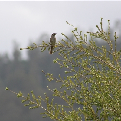 Caligavis chrysops at Pappinbarra, NSW - 18 Oct 2025 by AngFrost