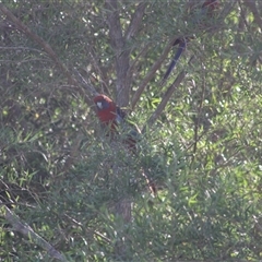 Platycercus elegans at Pappinbarra, NSW - 19 Oct 2025 by AngFrost
