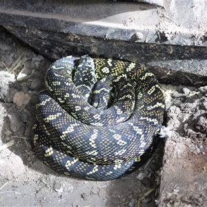 Morelia spilota (Carpet Python) by AngFrost