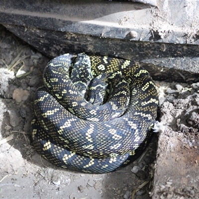 Morelia spilota (Carpet Python) at  - suppressed by AngFrost