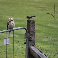 Dacelo novaeguineae (Laughing Kookaburra) at Pappinbarra, NSW - 18 Oct 2025 by AngFrost