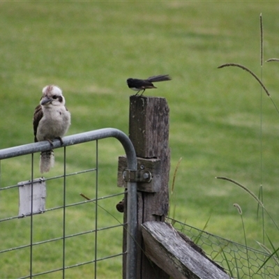 Dacelo novaeguineae (Laughing Kookaburra) at Pappinbarra, NSW - 18 Oct 2025 by AngFrost