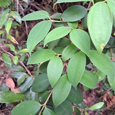 Rhodamnia rubescens at Pappinbarra, NSW - 25 Oct 2025 by AngFrost
