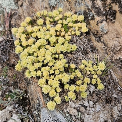 Scleranthus diander (Many-flowered Knawel) at Burra, NSW - 28 Oct 2025 by BrianSummers