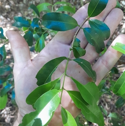 Syzygium australe at Pappinbarra, NSW - 26 Oct 2025 by jonvanbeest