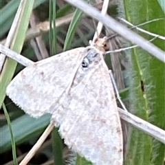Scopula rubraria (Reddish Wave, Plantain Moth) at Dunlop, ACT - 28 Oct 2025 by Jennybach