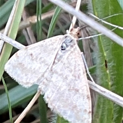 Scopula rubraria (Reddish Wave, Plantain Moth) at Dunlop, ACT - 28 Oct 2025 by Jennybach