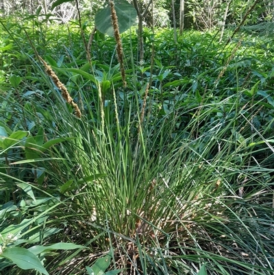 Carex appressa (Tall Sedge) at Pappinbarra, NSW - 26 Oct 2025 by jonvanbeest