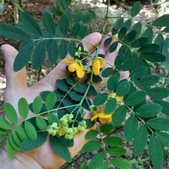 Senna (genus) at Pappinbarra, NSW - 26 Oct 2025 by jonvanbeest