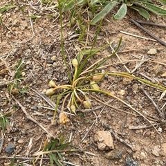 Romulea rosea (Onion Grass) at Macgregor, ACT - 28 Oct 2025 by Jennybach