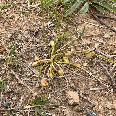 Romulea rosea (Onion Grass) at Macgregor, ACT - 28 Oct 2025 by Jennybach