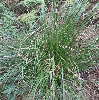 Lepidosperma laterale at Pappinbarra, NSW - 23 Oct 2025 by jonvanbeest