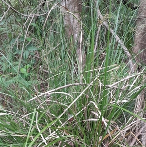 Juncus (genus) (A Rush) at Pappinbarra, NSW - 23 Oct 2025 by jonvanbeest