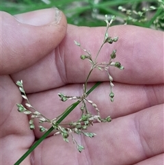 Juncus (genus) at Pappinbarra, NSW - 23 Oct 2025 04:25 PM
