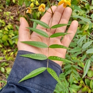 Indigofera australis subsp. australis at Pappinbarra, NSW - 23 Oct 2025 by jonvanbeest