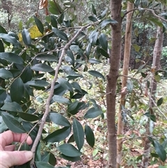 Diospyros pentamera at Pappinbarra, NSW - 23 Oct 2025 by jonvanbeest