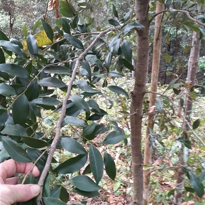 Diospyros pentamera at Pappinbarra, NSW - 23 Oct 2025 by jonvanbeest