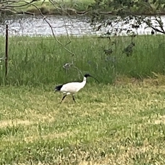 Threskiornis molucca (Australian White Ibis) at Dunlop, ACT - 27 Oct 2025 by Jennybach