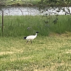 Threskiornis molucca (Australian White Ibis) at Dunlop, ACT - 27 Oct 2025 by Jennybach