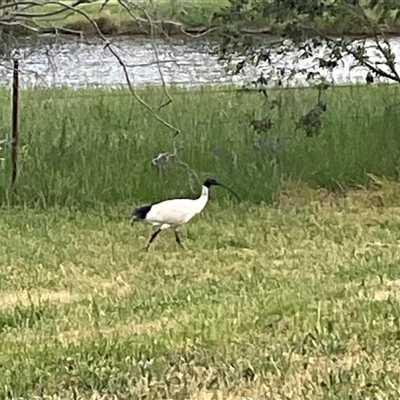 Threskiornis molucca (Australian White Ibis) at Dunlop, ACT - 27 Oct 2025 by Jennybach