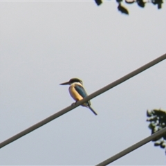 Todiramphus sanctus (Sacred Kingfisher) at Latham, ACT - 27 Oct 2025 by Jennybach