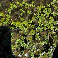 Marsilea sp. at Uriarra Village, ACT - 14 Oct 2025 by RangerBec