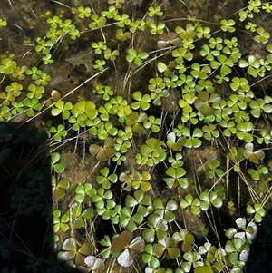 Marsilea sp. at Uriarra Village, ACT - 14 Oct 2025 by RangerBec