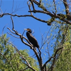 Phalacrocorax carbo (Great Cormorant) at Latham, ACT - 27 Oct 2025 by Jennybach