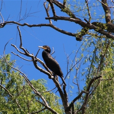 Phalacrocorax carbo (Great Cormorant) at Latham, ACT - 27 Oct 2025 by Jennybach