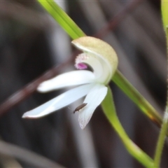 Caladenia moschata (Musky Caps) at Aranda, ACT - 25 Oct 2025 by Jennybach