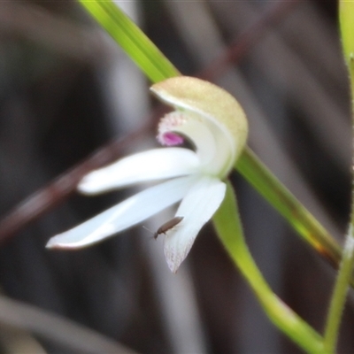 Caladenia moschata (Musky Caps) at Aranda, ACT - 25 Oct 2025 by Jennybach