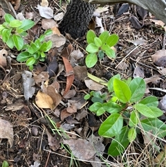 Pyrus calleryana at Watson, ACT - 27 Oct 2025 by waltraud