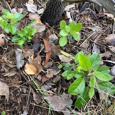 Pyrus calleryana at Watson, ACT - 27 Oct 2025 by waltraud