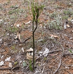 Exocarpos cupressiformis (Cherry Ballart) at Watson, ACT - 27 Oct 2025 by waltraud