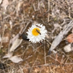 Leucochrysum albicans subsp. albicans (Hoary Sunray) at Watson, ACT - 27 Oct 2025 by waltraud
