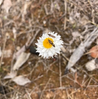 Leucochrysum albicans subsp. albicans (Hoary Sunray) at Watson, ACT - 27 Oct 2025 by waltraud