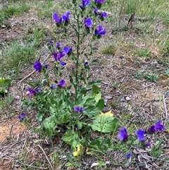 Echium plantagineum (Paterson's Curse) at Watson, ACT - 27 Oct 2025 by waltraud