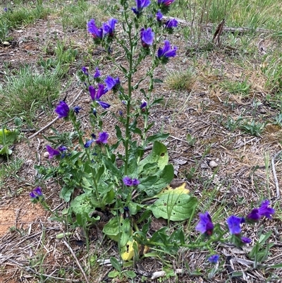 Echium plantagineum (Paterson's Curse) at Watson, ACT - 27 Oct 2025 by waltraud