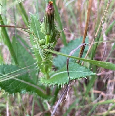 Sonchus asper at Watson, ACT - 27 Oct 2025 by waltraud