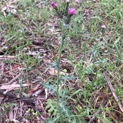 Carduus pycnocephalus (Slender Thistle) at Watson, ACT - 27 Oct 2025 by waltraud