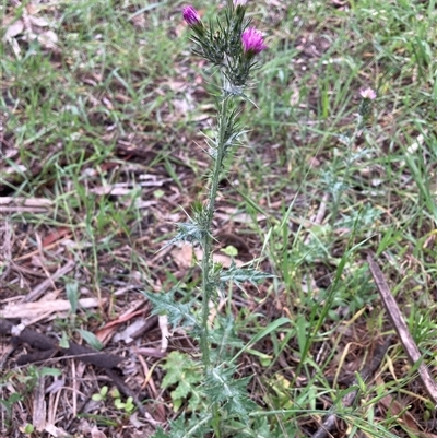 Carduus pycnocephalus (Slender Thistle) at Watson, ACT - 27 Oct 2025 by waltraud