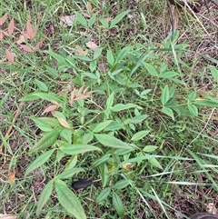 Nandina domestica (Sacred Bamboo) at Watson, ACT - 27 Oct 2025 by waltraud