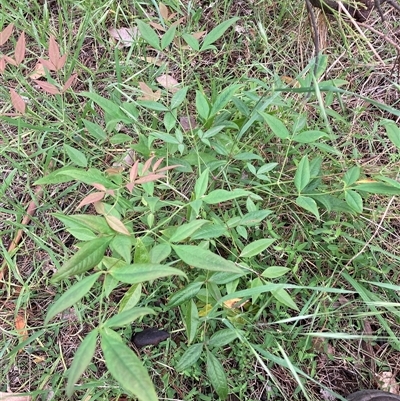 Nandina domestica (Sacred Bamboo) at Watson, ACT - 27 Oct 2025 by waltraud
