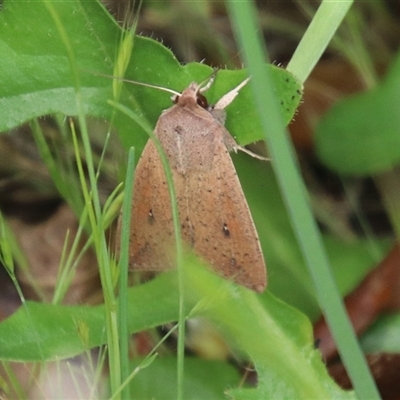 Mythimna (Pseudaletia) convecta (Common Armyworm) at Macarthur, ACT - 25 Oct 2025 by RodDeb