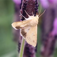 Helicoverpa punctigera (Native Budworm) at Macarthur, ACT - 25 Oct 2025 by RodDeb