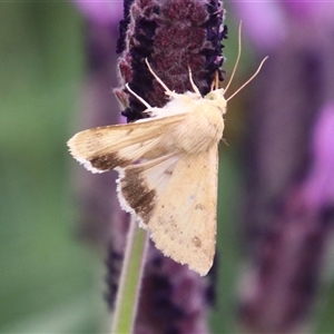 Helicoverpa punctigera (Native Budworm) at Macarthur, ACT - 25 Oct 2025 by RodDeb